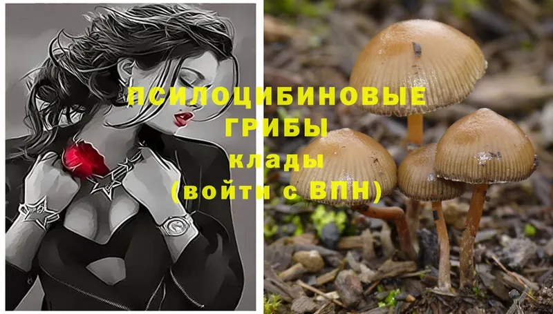 где купить наркоту  Ивантеевка  Галлюциногенные грибы Psilocybine cubensis 